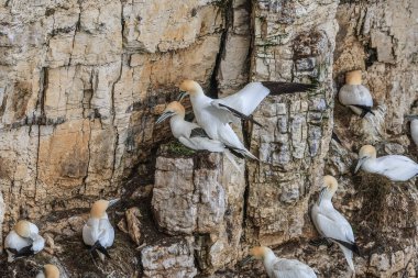 30 Mart 202 'de Bempton Cliffs, Bempton, Bridlington, Birleşik Krallık' taki RSPB Bempton Cliffs 'te çiftleşme ritüeli sırasında üreyen bir çift sümsük kuşu.