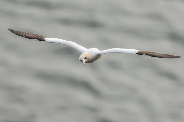 30 Mart 202 'de Bempton Cliffs, Bempton, Bempton, Bridlington, İngiltere' deki RSPB Bempton Cliffs 'teki uçurumların üzerinde bir Gannet yükseliyor.
