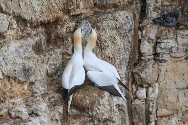 30 Mart 202 'de Bempton Cliffs, Bempton, Bridlington, Birleşik Krallık' taki RSPB Bempton Cliffs 'te çiftleşme ritüeli sırasında üreyen bir çift sümsük kuşu.