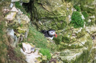 Bir martı eşinin Bempton Cliffs, Bempton, Bridlington, Birleşik Krallık 'ta 30 Mart 202' de BSPB Bempton Cliffs 'te kum yılanbalıklarıyla dönmesini bekler.