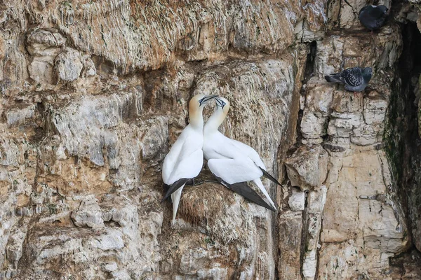 Breeding Pair Gannets Mating Ritual Rspb Bempton Cliffs Bempton Cliffs — Stock Photo, Image
