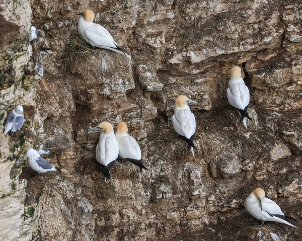 Basstölpel Sitzen Unsicher Auf Ihren Nestern Hoch Oben Der Felswand — Stockfoto