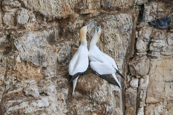 Breeding Pair Gannets Mating Ritual Rspb Bempton Cliffs Bempton Cliffs — Stock Photo, Image