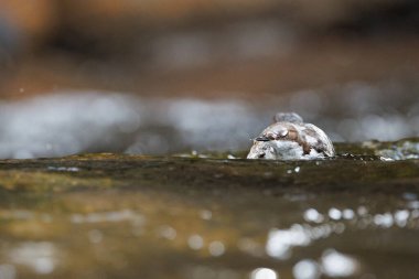 Dipper civcivleri Paskalya Cumartesi günü River Usk, Crickhowell, İngiltere, 8 Nisan 202 'de tüyleniyorlar.