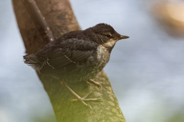 Dipper chicks fledge on Easter Saturday at River Usk, Crickhowell, United Kingdom, 8th April 202 clipart