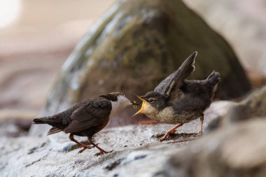 Dipper civcivleri Paskalya Cumartesi günü River Usk, Crickhowell, İngiltere, 8 Nisan 202 'de tüyleniyorlar.