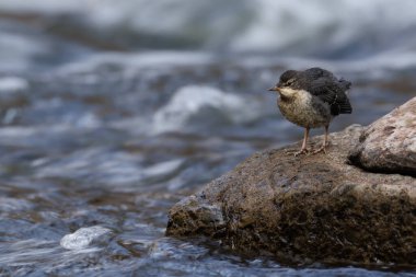 Dipper civcivleri Paskalya Cumartesi günü River Usk, Crickhowell, İngiltere, 8 Nisan 202 'de tüyleniyorlar.