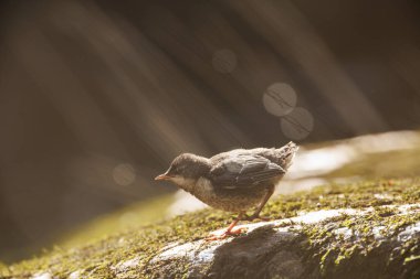 Dipper civcivleri Paskalya Cumartesi günü River Usk, Crickhowell, İngiltere, 8 Nisan 202 'de tüyleniyorlar.