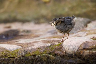 Dipper civcivleri Paskalya Cumartesi günü River Usk, Crickhowell, İngiltere, 8 Nisan 202 'de tüyleniyorlar.