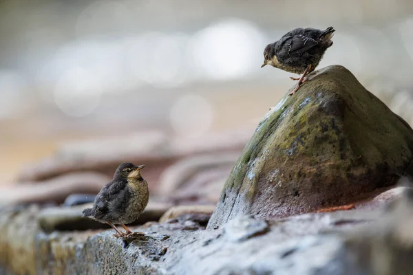Dipper Chicks Fledge Σάββατο Του Πάσχα Στο River Usk Crickhowell — Φωτογραφία Αρχείου