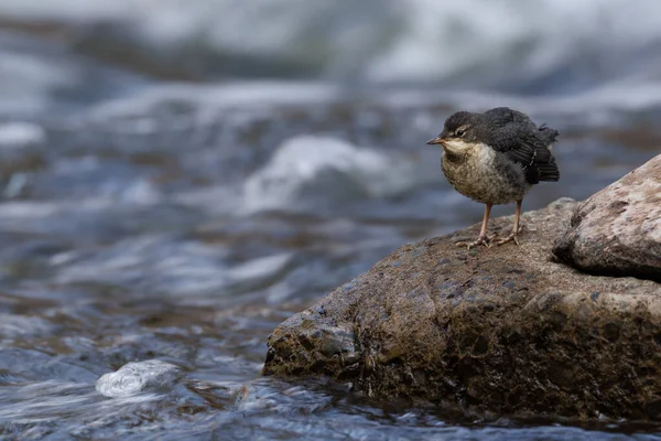 Dipper Chicks Fledge Sábado Pascua River Usk Crickhowell Reino Unido —  Fotos de Stock