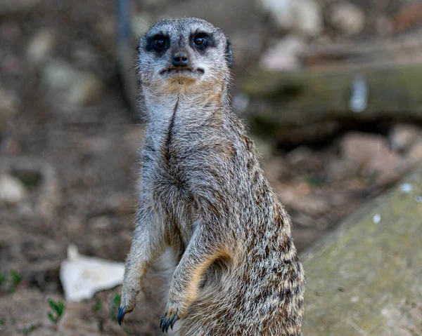 Meerkat Lincolnshire Wildlife Park Open Day Selection Animals Lwp Works — Stock Photo, Image