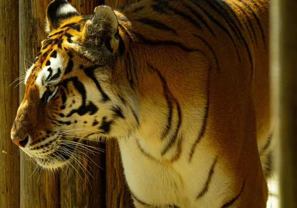 Tygrys Pławi Się Słońcu Lincolnshire Wildlife Park Dzień Otwarty Wybór — Zdjęcie stockowe