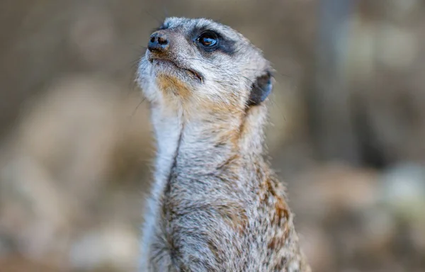 stock image A Meerkat at Lincolnshire Wildlife Park open day. A selection of the animals that LWP works as a charitable organisation to protect