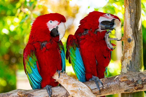 Ein Panierpaar Ara Papageien Beim Tag Der Offenen Tür Lincolnshire — Stockfoto