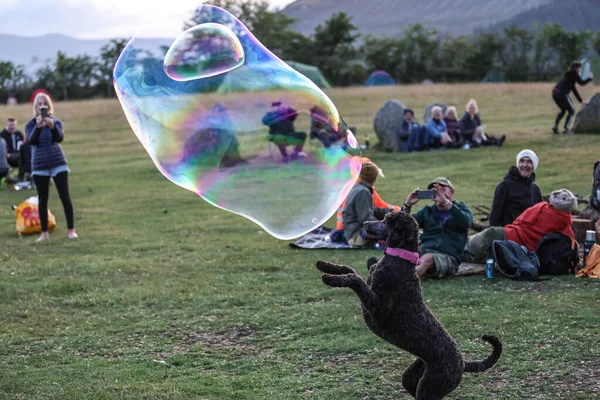 Ein Hund Versucht Während Der Castlerigg Stone Circle Summer Solstice — Stockfoto