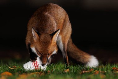 Bristol City Centre Bristol, Bristol, İngiltere 'de 6 Aralık 2023' te bir Fox, Bristol City Centre 'da bir karton içki ile oynuyor.