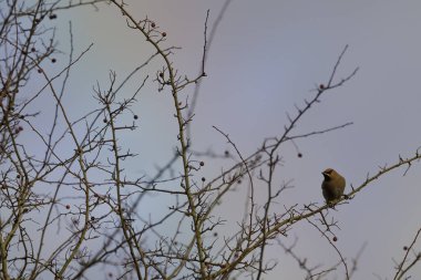 O kış İngiltere 'de Waxwings' in gökyüzünde gökkuşağı şeklinde dut yediği görülebilir. 22 Ocak 202 'de Stroud, Gloucestershire yakınlarında.