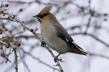 O kış İngiltere 'de Waxwings' in 22 Ocak 202 'de Stroud, Gloucestershire yakınlarında meyve ve içme suyu yediği görülebilir.