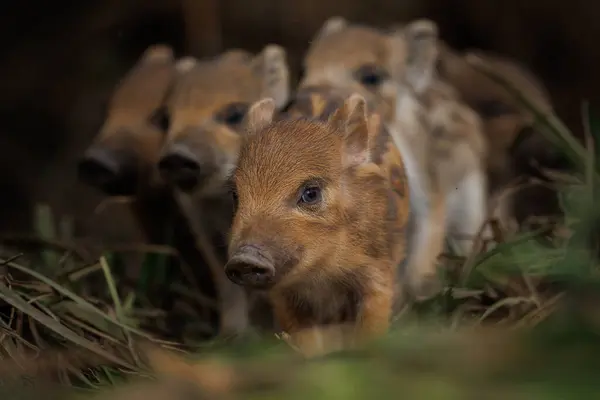 Day Old Wild Piglets Also Known Humbugs Peer Out Nest — Stock Photo, Image