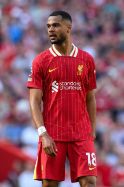 Liverpool 'dan Cody Gakpo 19 Mayıs 2024' te Anfield, Liverpool 'da Wolverhampton Wanderers' a karşı oynanan Premier League maçında 