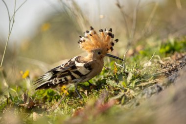 Birleşik Krallık 'ta bir Hoopoe olarak kuş gözlemcileri, Swansea yakınlarındaki bir tarlada görüldü. Tüylerden oluşan ayırt edici tacı ve pas ve siyah tonlarıyla bilinen Hoopoe, kuş dünyasında büyüleyici bir varlıktır.