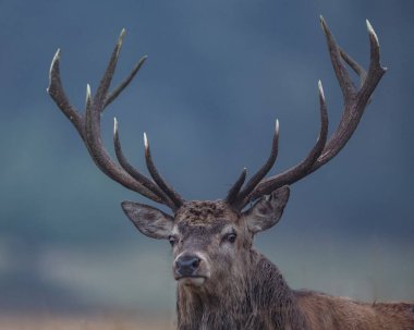 15 Ekim 2024 'te İngiltere' nin Leicester kenti yakınlarındaki Newtown 'daki Bradgate Park' taki yıllık güz geyiği monotonluğu sırasında parkta devriye gezen genç bir geyik görülüyor.