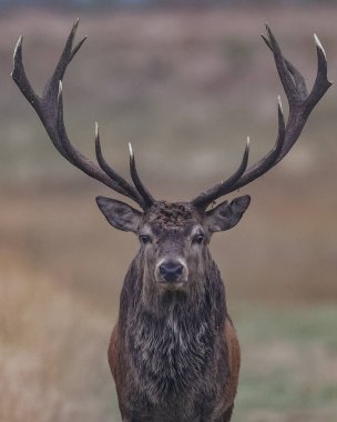 15 Ekim 2024 'te İngiltere' nin Leicester kenti yakınlarındaki Newtown 'daki Bradgate Park' taki yıllık güz geyiği monotonluğu sırasında parkta devriye gezen genç bir geyik görülüyor.