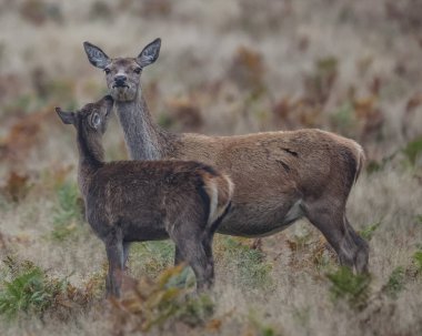 İngiltere, Leicester yakınlarındaki Bradgate Park, Newtown 'da 15 Ekim 2024' te yapılan yıllık sonbahar geyik çiftleşmesi sırasında iki kızıl geyik budadı.