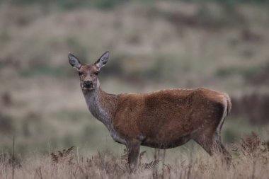 Birleşik Krallık, Leicester yakınlarındaki Newtown 'daki Bradgate Park' ta 15 Ekim 2024 'te geyik çiftleşmek için geyik arayan dişi geyik.