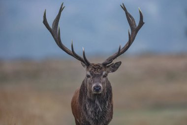 15 Ekim 2024 'te İngiltere' nin Leicester kenti yakınlarındaki Newtown 'daki Bradgate Park' taki yıllık güz geyiği monotonluğu sırasında parkta devriye gezen genç bir geyik görülüyor.