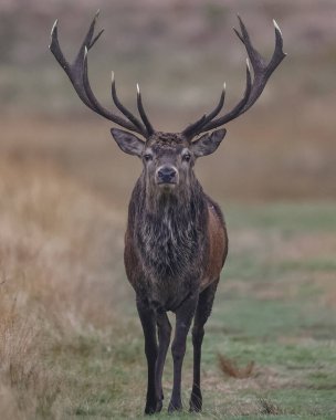 15 Ekim 2024 'te İngiltere' nin Leicester kenti yakınlarındaki Newtown 'daki Bradgate Park' taki yıllık güz geyiği monotonluğu sırasında parkta devriye gezen genç bir geyik görülüyor.