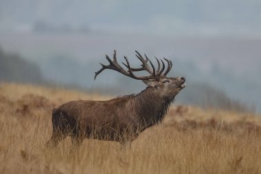 Kızıl bir geyik, İngiltere 'nin Leicester kenti yakınlarındaki Newtown' daki Bradgate Park 'ta 15 Ekim 2024' te yaptığı yıllık sonbahar geyik monotonluğu sırasında duyduğu sesi bastırıyor.