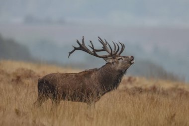 A red deer stag bellows out his call as he protects his heard of does during the annual autumn deer rut at Bradgate Park, Newtown near Leicester, United Kingdom, 15th October 2024 clipart