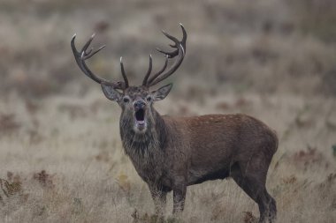 A red deer stag bellows out his call as he protects his heard of does during the annual autumn deer rut at Bradgate Park, Newtown near Leicester, United Kingdom, 15th October 2024 clipart