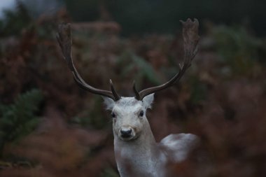 A white Fallow deer stag looking for does to mate with during the annual autumn deer rut at Bradgate Park, Newtown near Leicester, United Kingdom, 15th October 2024 clipart