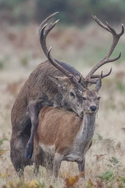 15 Ekim 2024 'te Birleşik Krallık' ın Leicester yakınlarındaki Newtown 'daki Bradgate Park' taki yıllık sonbahar geyik çiftleşme sezonunda kırmızı bir geyik geyiği biniyor.