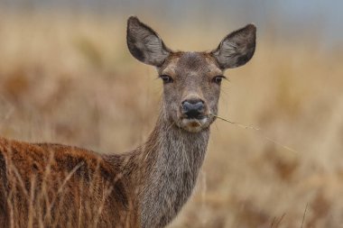 İngiltere, Leicester yakınlarındaki Bradgate Park, Newtown 'da, 15 Ekim 2024' te yapılan yıllık sonbahar geyik monotonluğu sırasında ot yiyen kızıl bir geyik dişi geyiği.