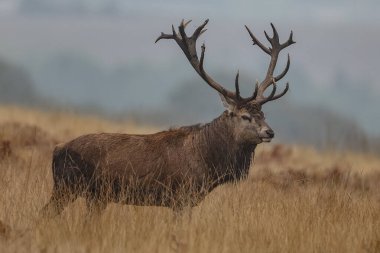 A red deer stag bellows out his call as he protects his heard of does during the annual autumn deer rut at Bradgate Park, Newtown near Leicester, United Kingdom, 15th October 2024 clipart