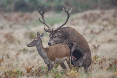 15 Ekim 2024 'te Birleşik Krallık' ın Leicester yakınlarındaki Newtown 'daki Bradgate Park' taki yıllık sonbahar geyik çiftleşme sezonunda kırmızı bir geyik geyiği biniyor.