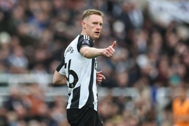 Newcastle United takımının Sean Longstaff, 2 Kasım 2024 'te St. James' s Park, Newcastle 'da oynanan Premier League maçı sırasında takım talimatlarını verir.