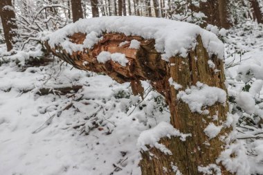 Langsett Rezervuarı 'na Kar Düşüşü, Langsett, İngiltere, 19 Kasım 202