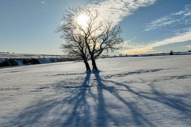 A lone tree and shadow from the sun as heavy Snow over the hills of Scammonden Bridge and Reservoir areas of West Yorkshire r, Kirklees, United Kingdom, 11th January 2025 clipart