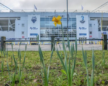 Bir nergis 30 Mart 2025 'te Birleşik Krallık, Preston, Deepdale' de Preston North End - Aston Villa maçında Pazar günü oynanan Emirlikler Kupası çeyrek final maçında Deepdale 'in dışında rüzgârda savruluyor.