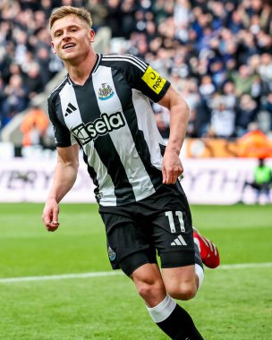 Newcastle United takımından Harvey Barnes, 13 Nisan 2025 'te St. James' s Park, Newcastle, İngiltere 'de oynanan Premier League maçı Newcastle United - Manchester United maçında 3-1 kazanma hedefini kutluyor.