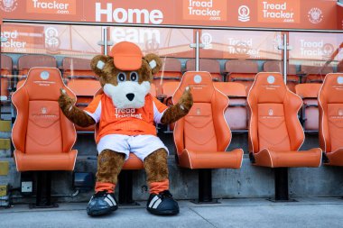 Bloomfield Ayısı yeni Blackpool ev tişörtünü 3 Mayıs 2025 'te Bloomfield Road, Blackpool' da Blackpool-Bristol Rovers maçında giydi.