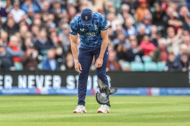 İngiltere Valesi, 3 Haziran 2025 'te Kia Oval, Londra' da Batı Hint Adaları 'nda düzenlenen 3. Metro Bank ODI İngiltere - Batı Hint Adaları sırasında topa isabet eden bir güvercini kontrol edecek mi?