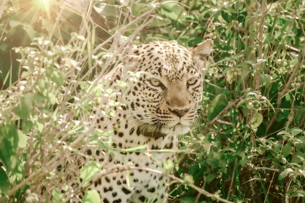 Leopard Conservation Ανατολική Αφρική — Φωτογραφία Αρχείου