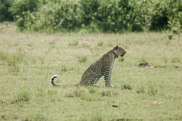 Leopárd Természetvédelmi Vannak Kelet Afrika — Stock Fotó