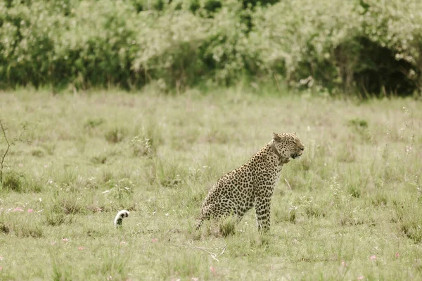 保護地域のヒョウは東アフリカです — ストック写真